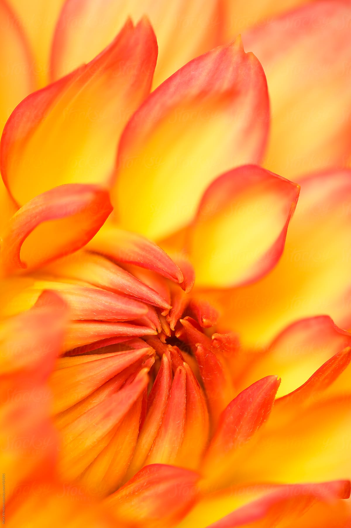 Macro photograph of a dahlia