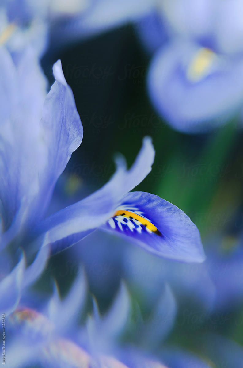 Section of Iris with reflections