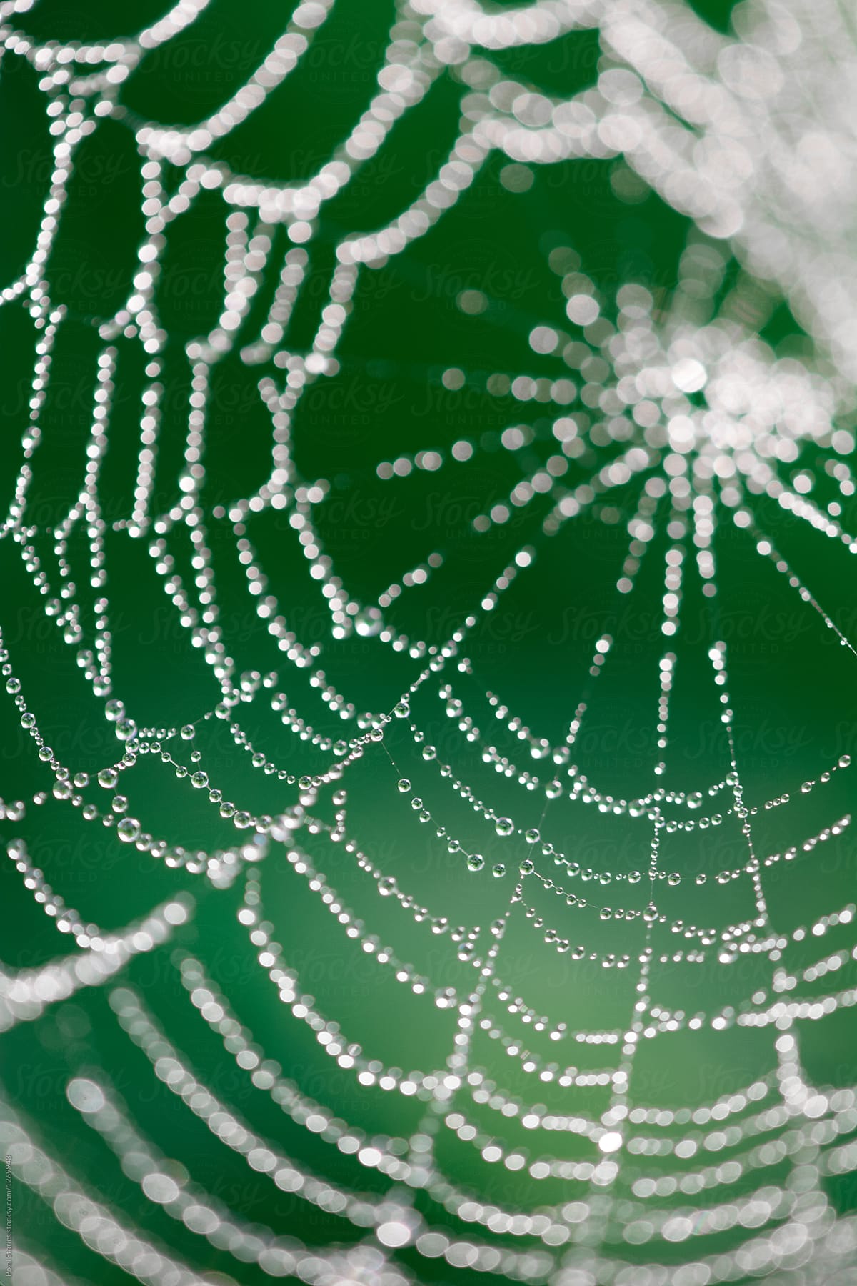 Spiderweb covered with dew