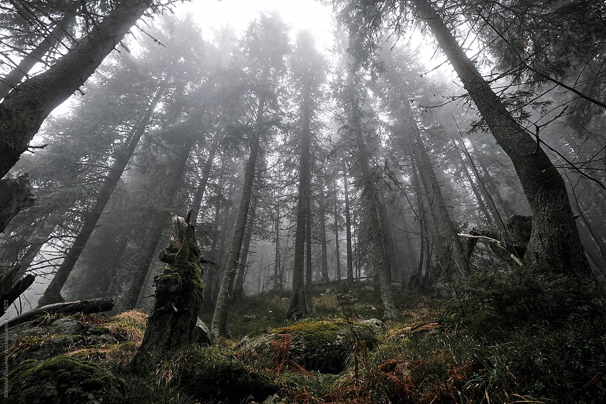Tall trees in foggy forest