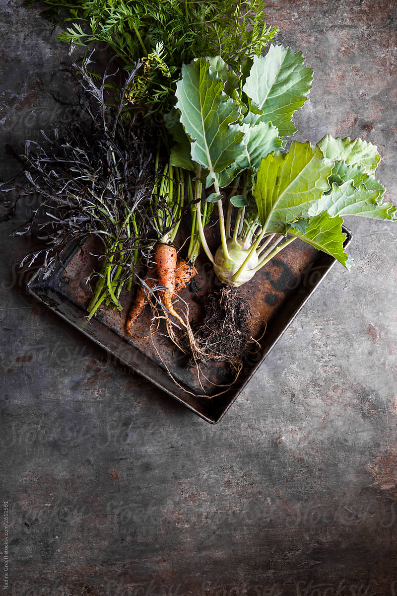 Organic fresh raw vegetables kohlrabi, carrots and mizuna lettace