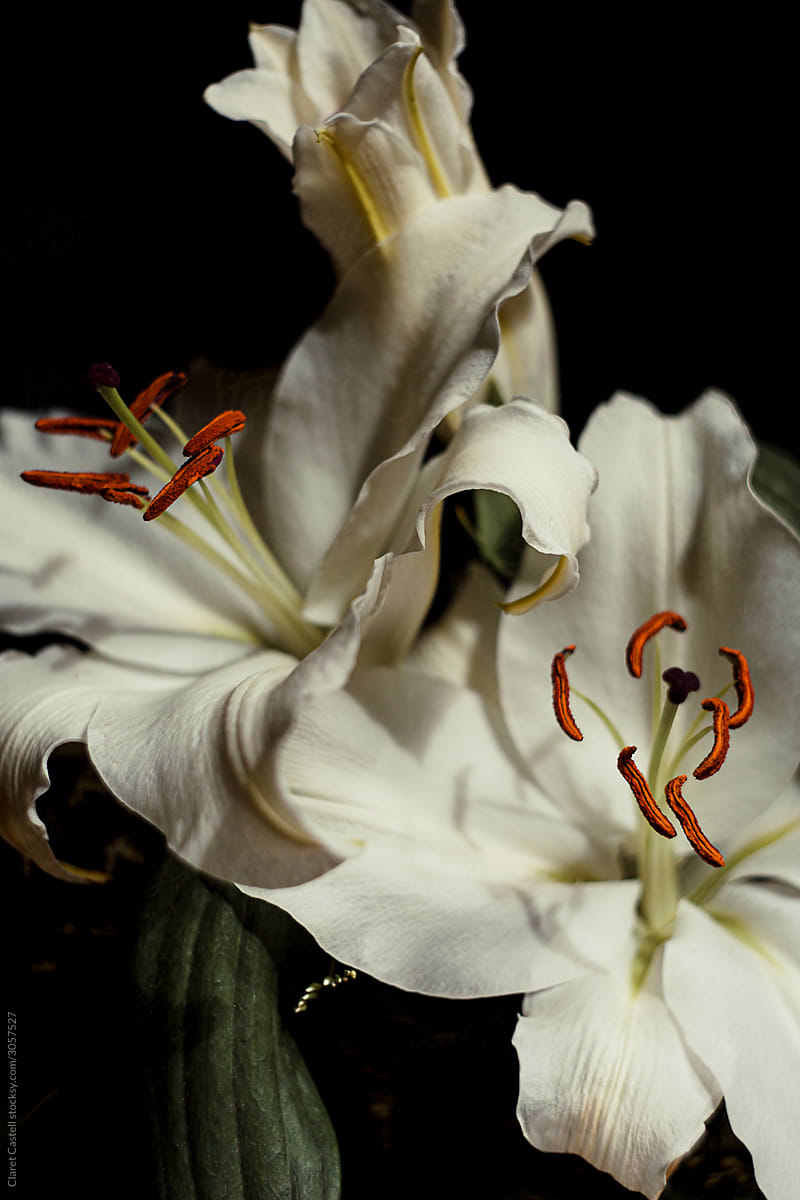 A white lily in a bouquet with a dark background.