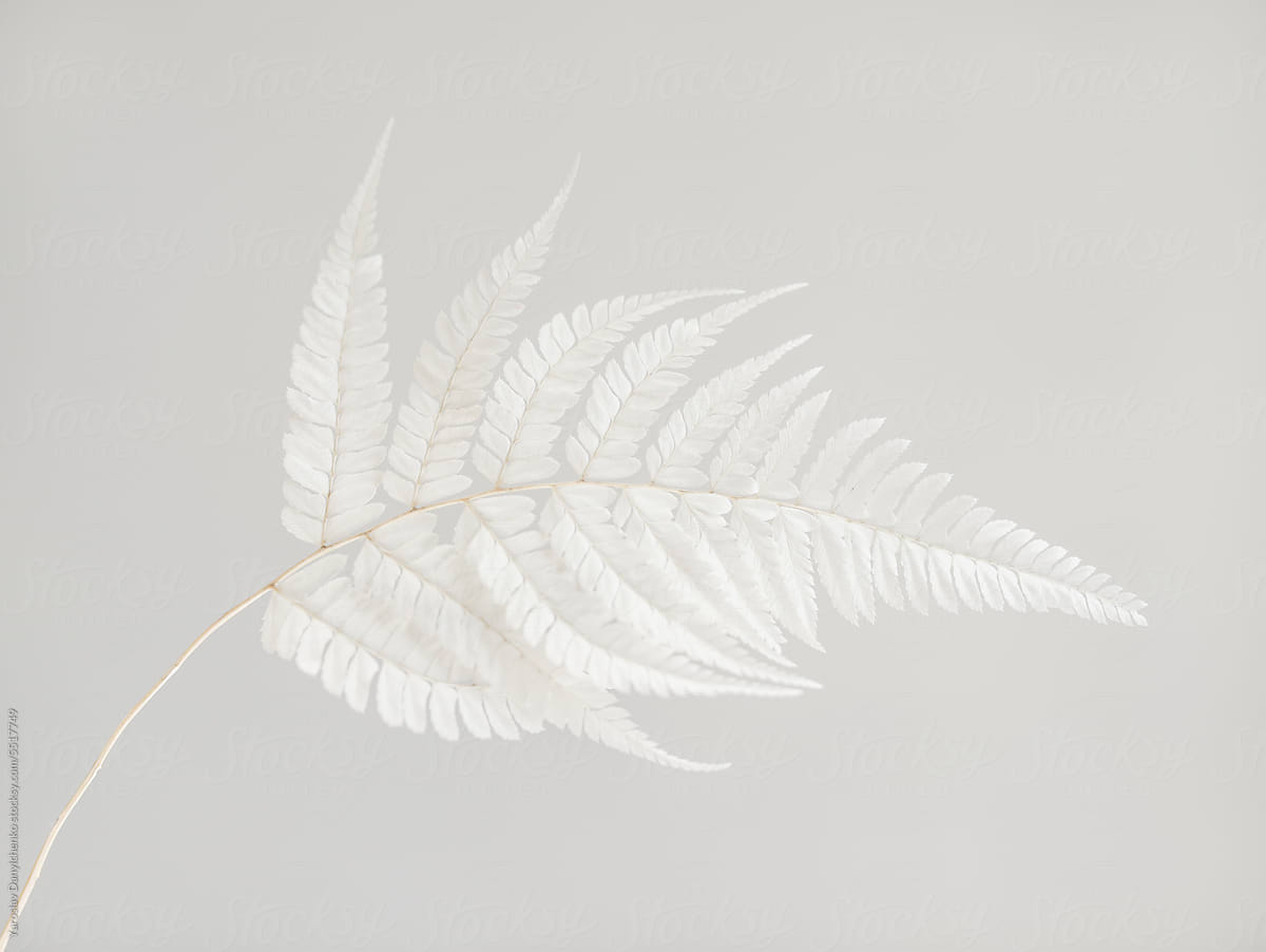 White dry fern leaf against plain background.