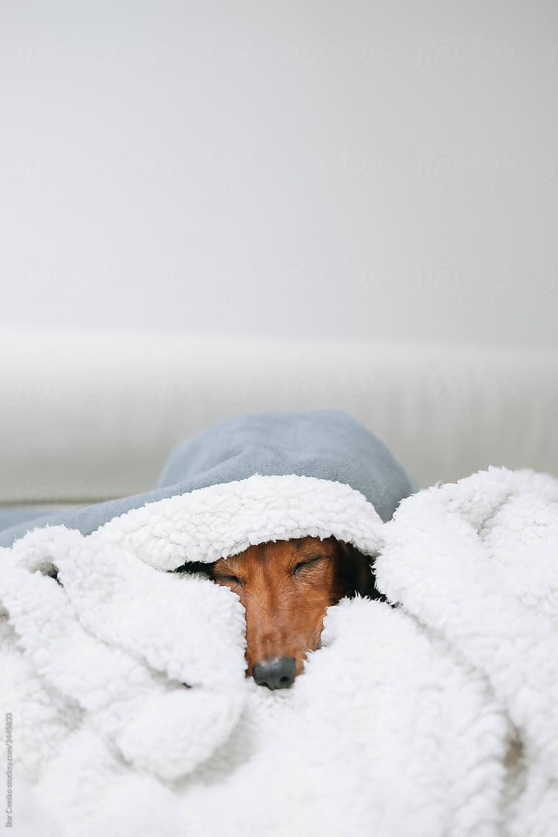 Dog sleeping in a soft blanket on a couch