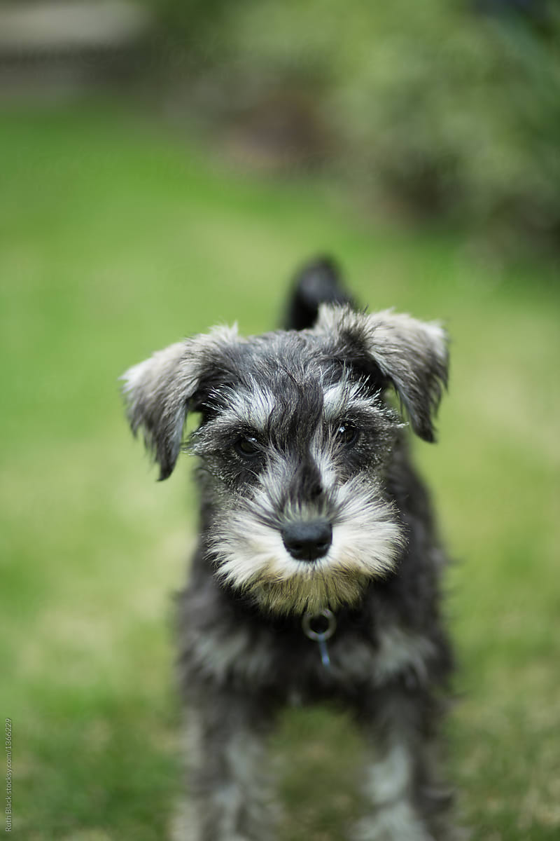 Miniature Schnauzer Puppy By Ruth Black Puppy Dog
