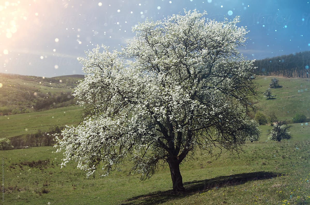 Tree in bloom in spring with fairy tale particles