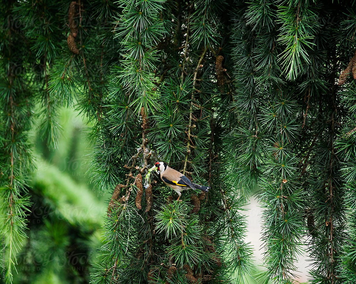 European goldfinch carrying flower in the beak