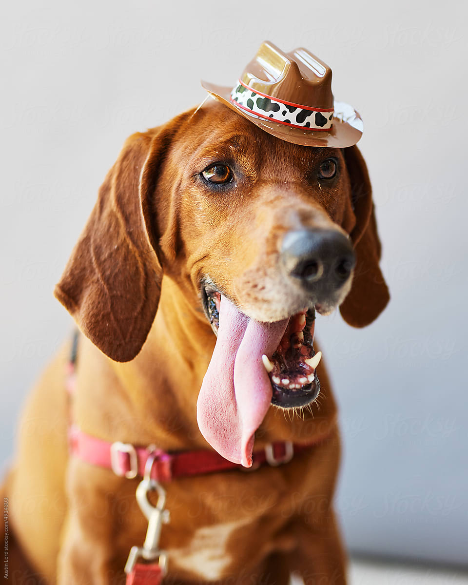 A brown dog in a tiny cowboy hat