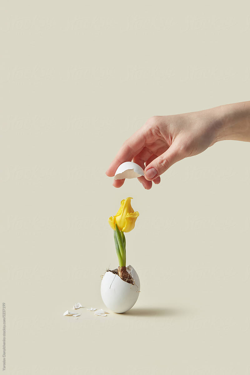 Tulip in eggshell, woman\'s hand holds cap.