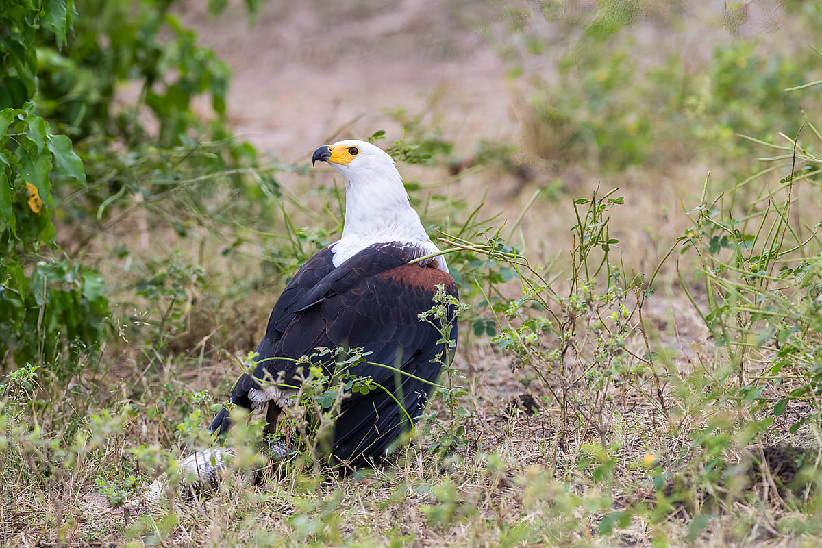 African Fish Eagle With A Catch In Its Talons