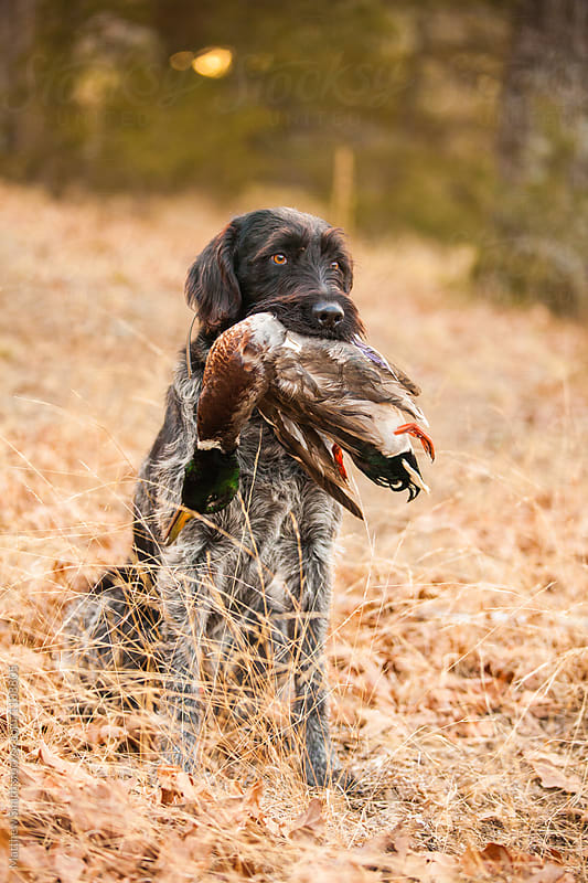 Hunting Dog Holding Duck In Its Mouth