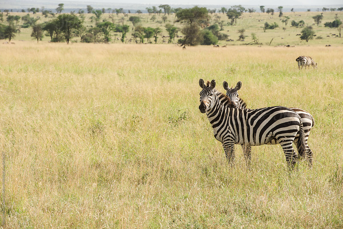 Two Zebras In Tanzania