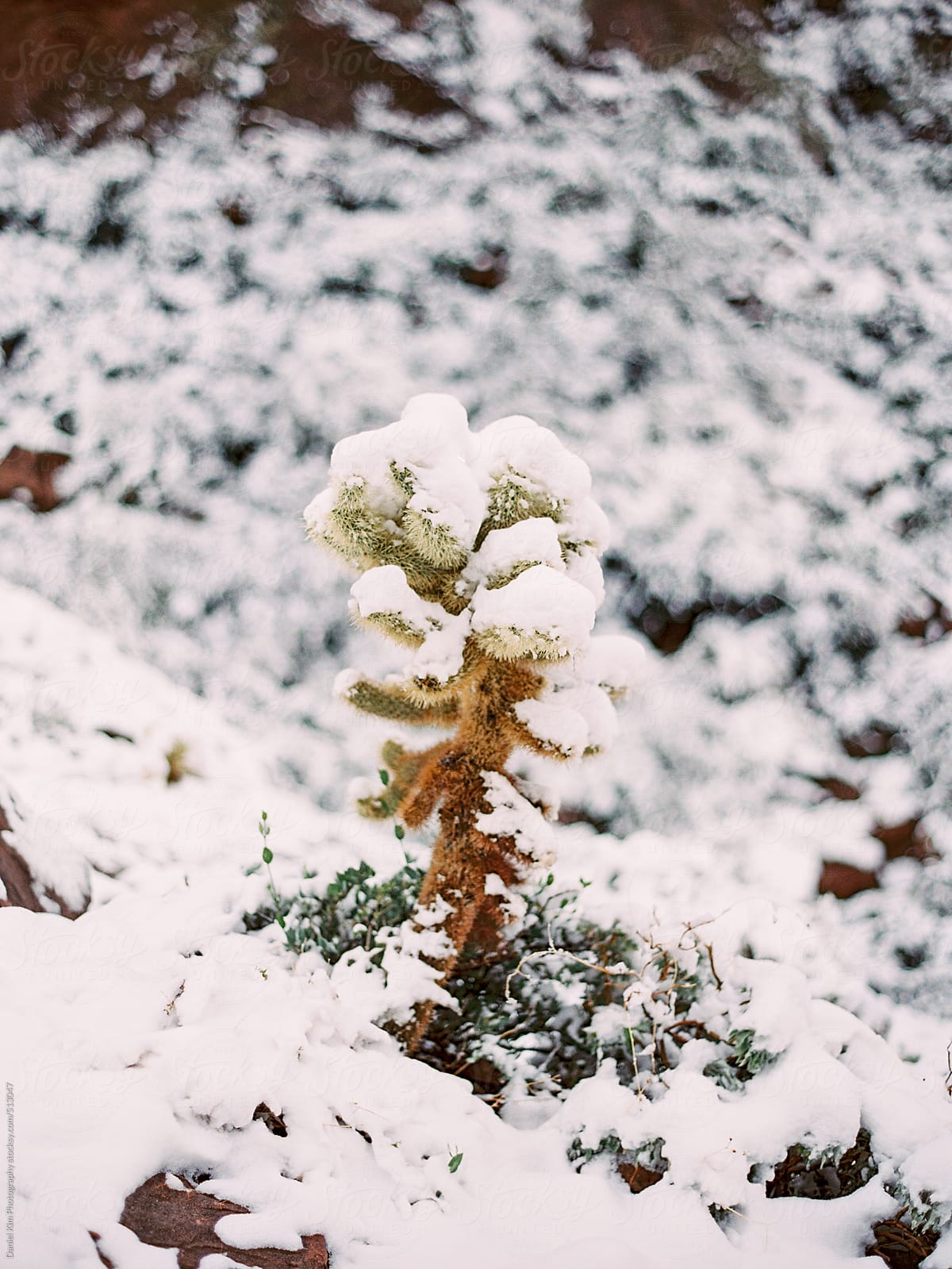 Snow covered cactus