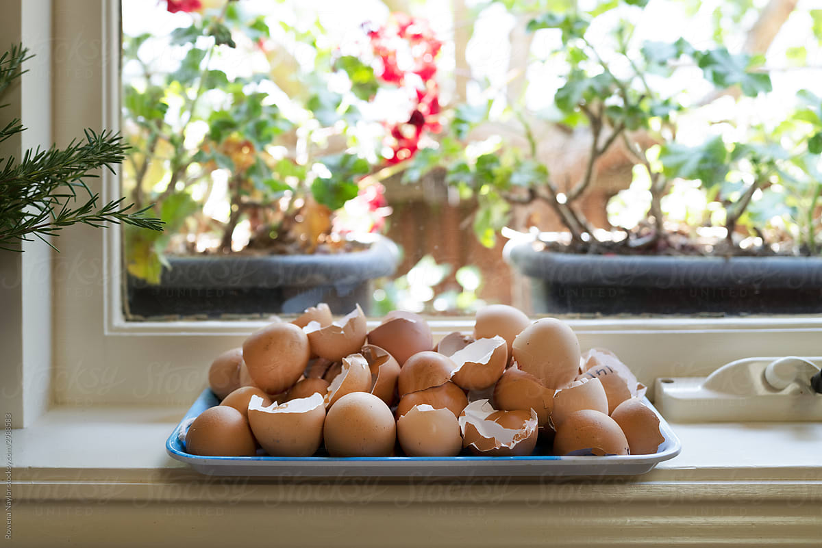 Collection of egg shells on window sill for composting