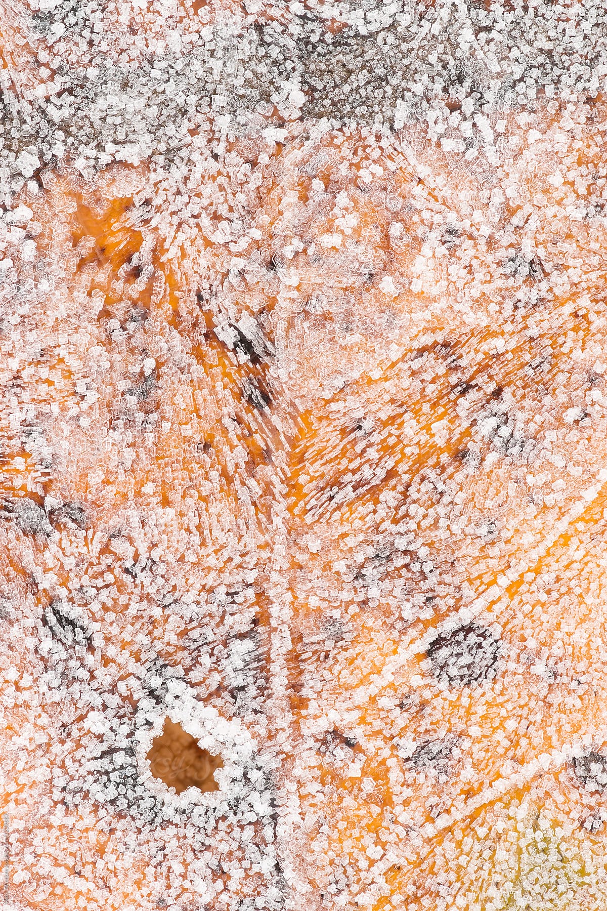 Leaf and Frost, macro
