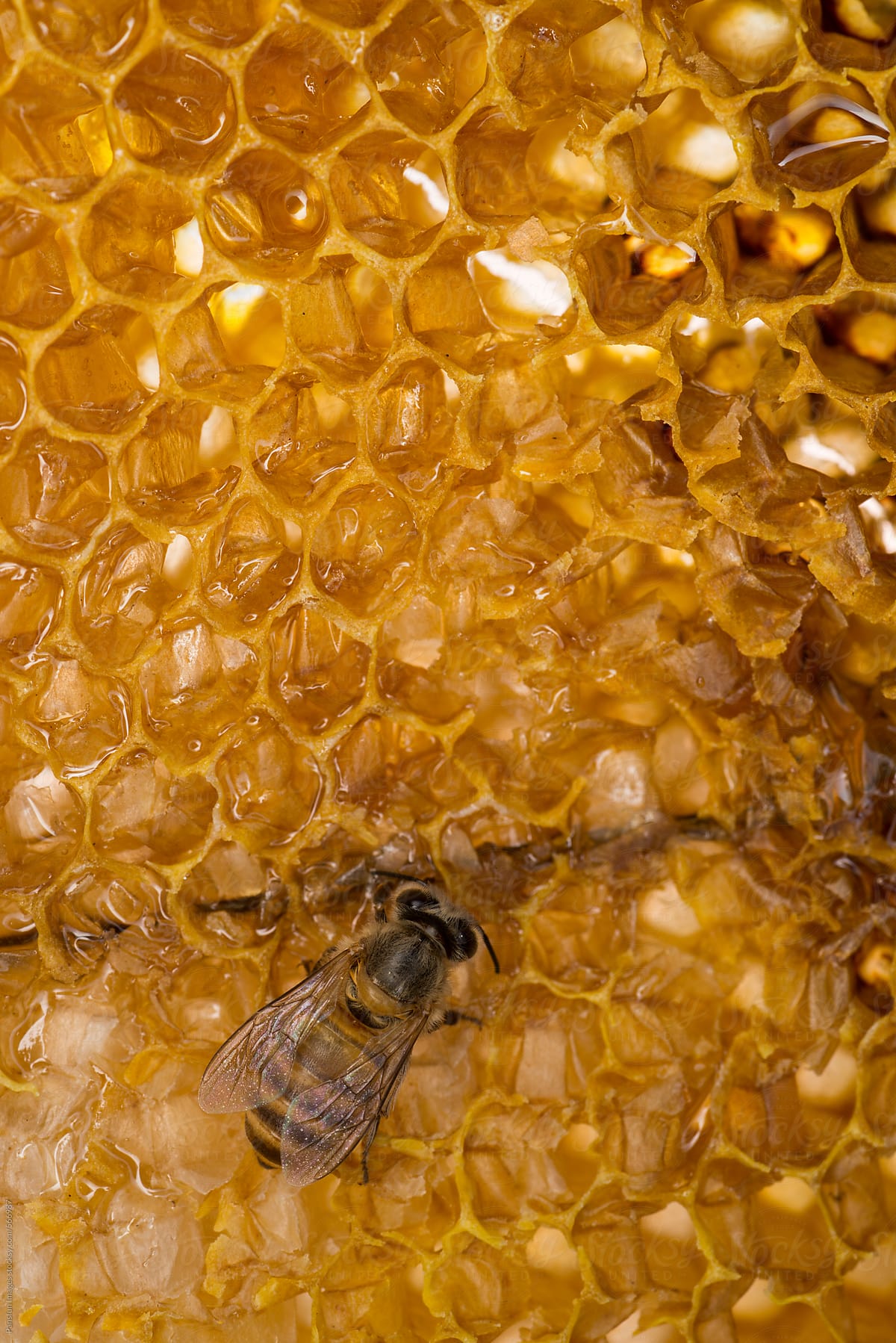 honey bee honeycomb