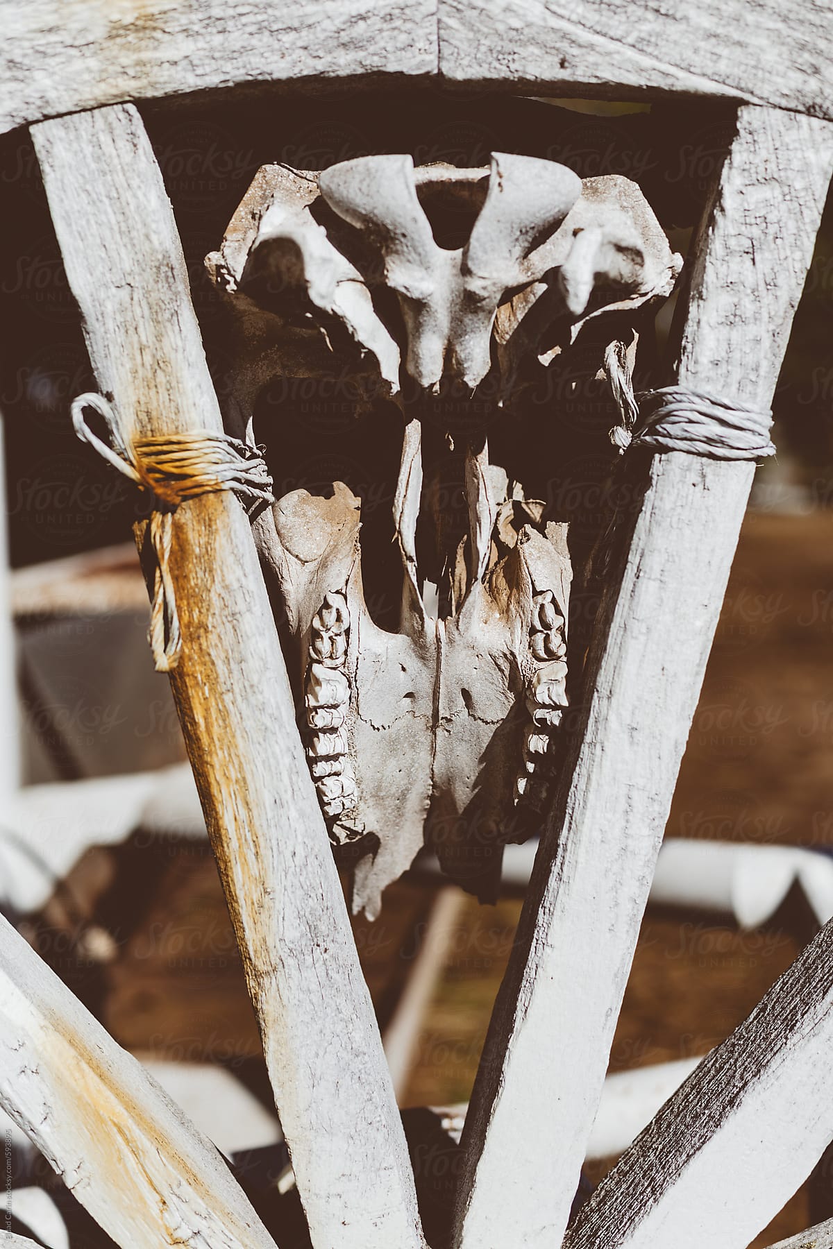 Animal Skull Decoration
