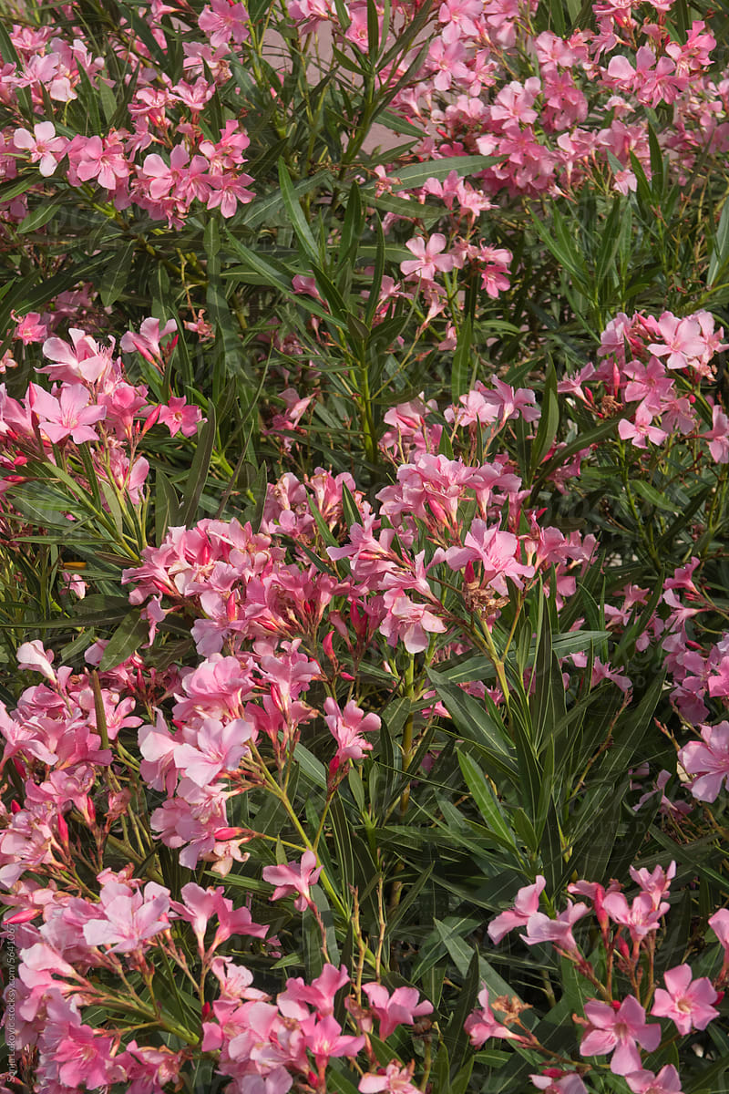 Pink flowers bush