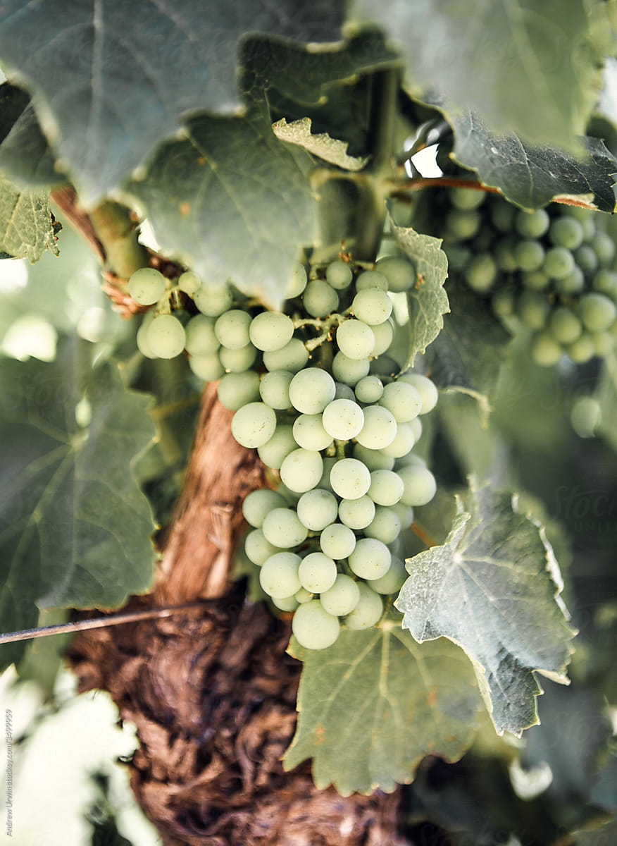 White grapes on the vine growing in a vineyard in Stellenbosch, South Africa