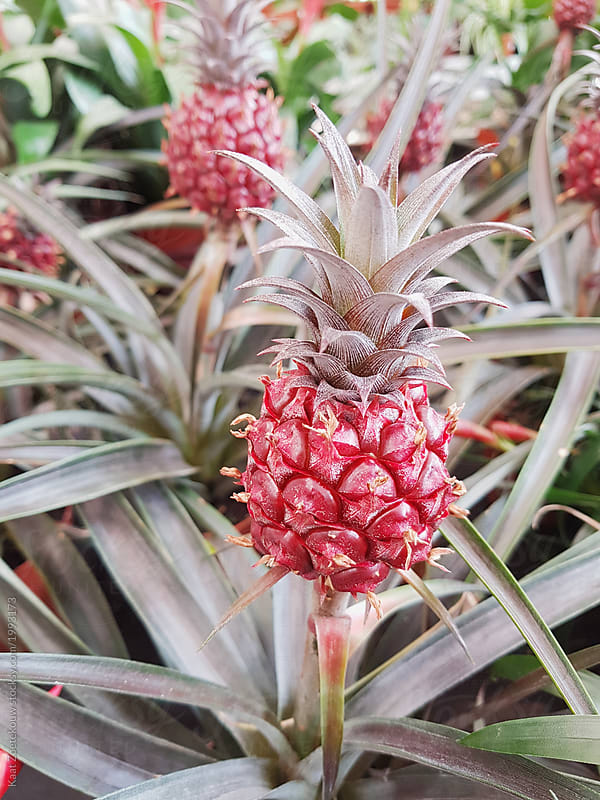 Mini Pink Pineapple Bromeliads" by Stocksy Contributor "Kaat Zoetekouw" -  Stocksy