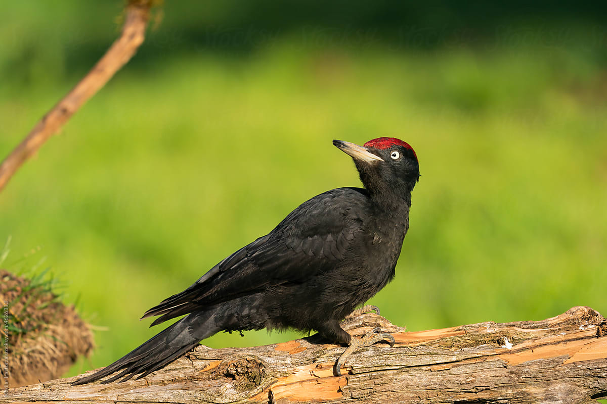 Cute Male Black Woodpecker