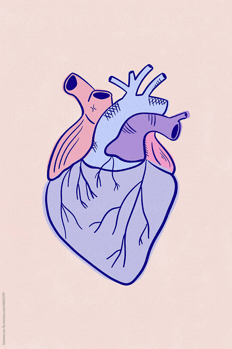 Purple anatomical heart minimal illustration