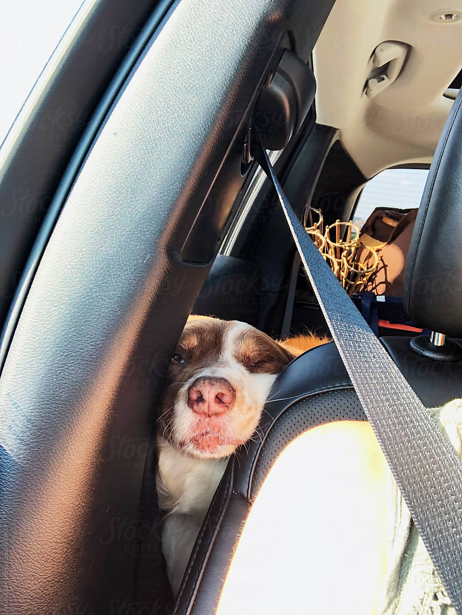 A cute dog\'s face peeking out on car ride.