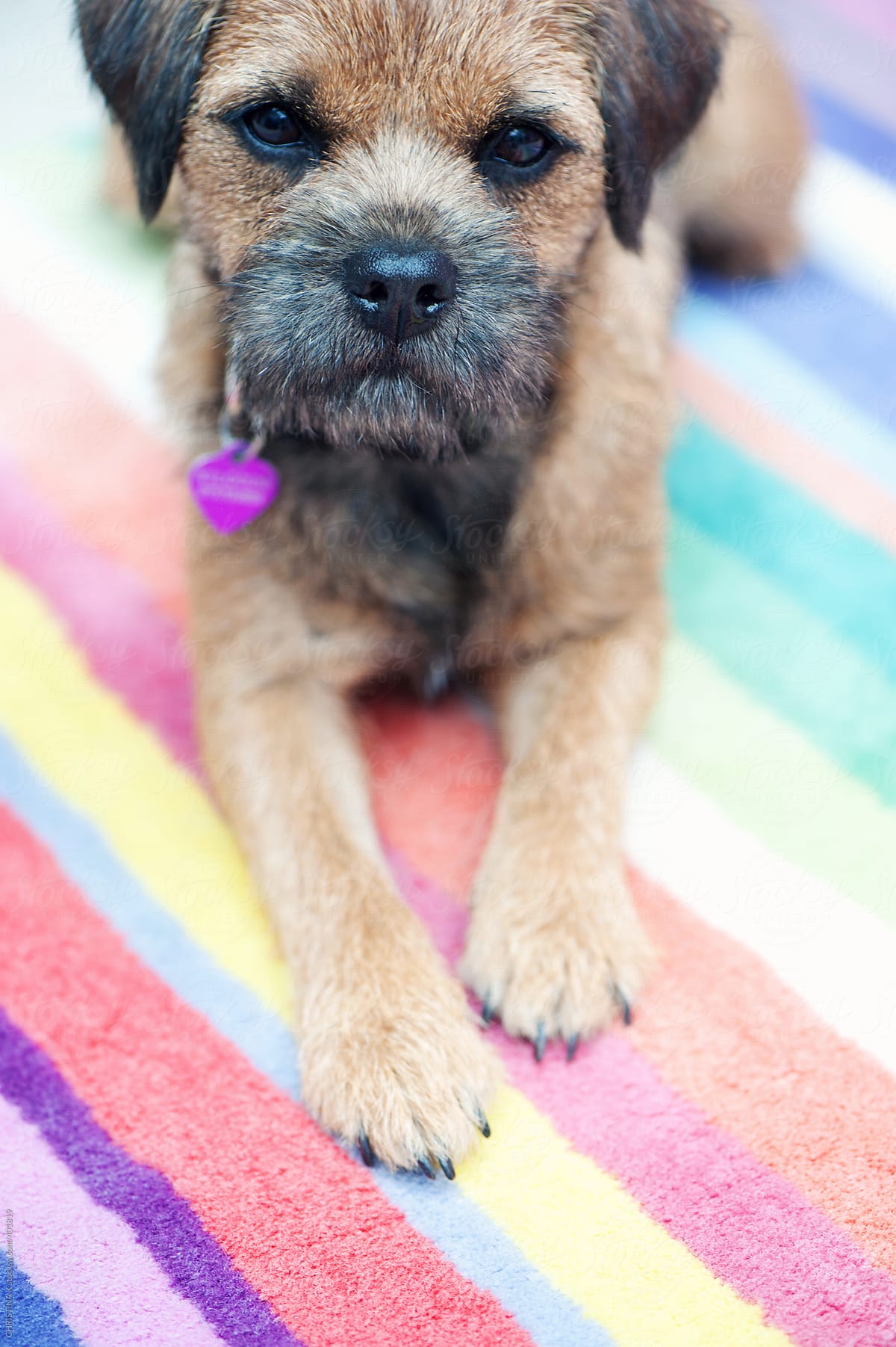 Border Terrier laying on a colourful rug
