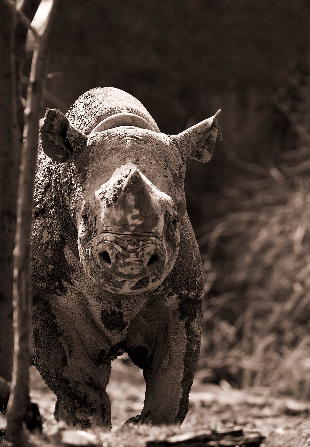 Endangered Black Rhinoceros Closeup Staring at the Camera