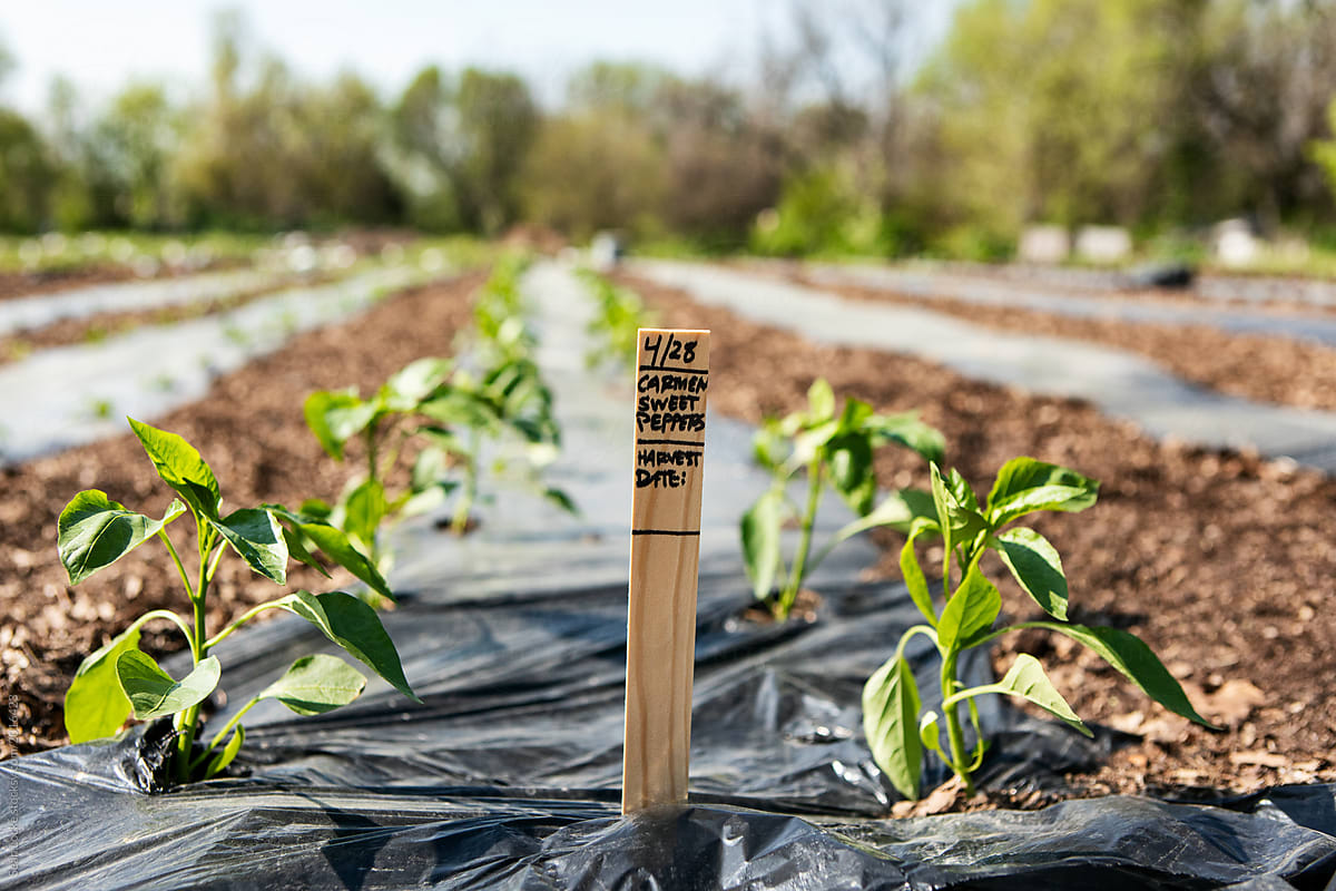 Farm: New Pepper Plant Seedlings