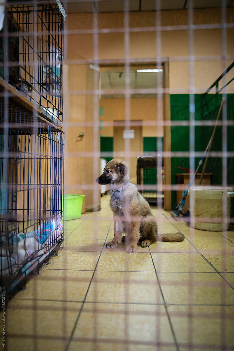 Sad puppy longing for home behind fence at dog pound
