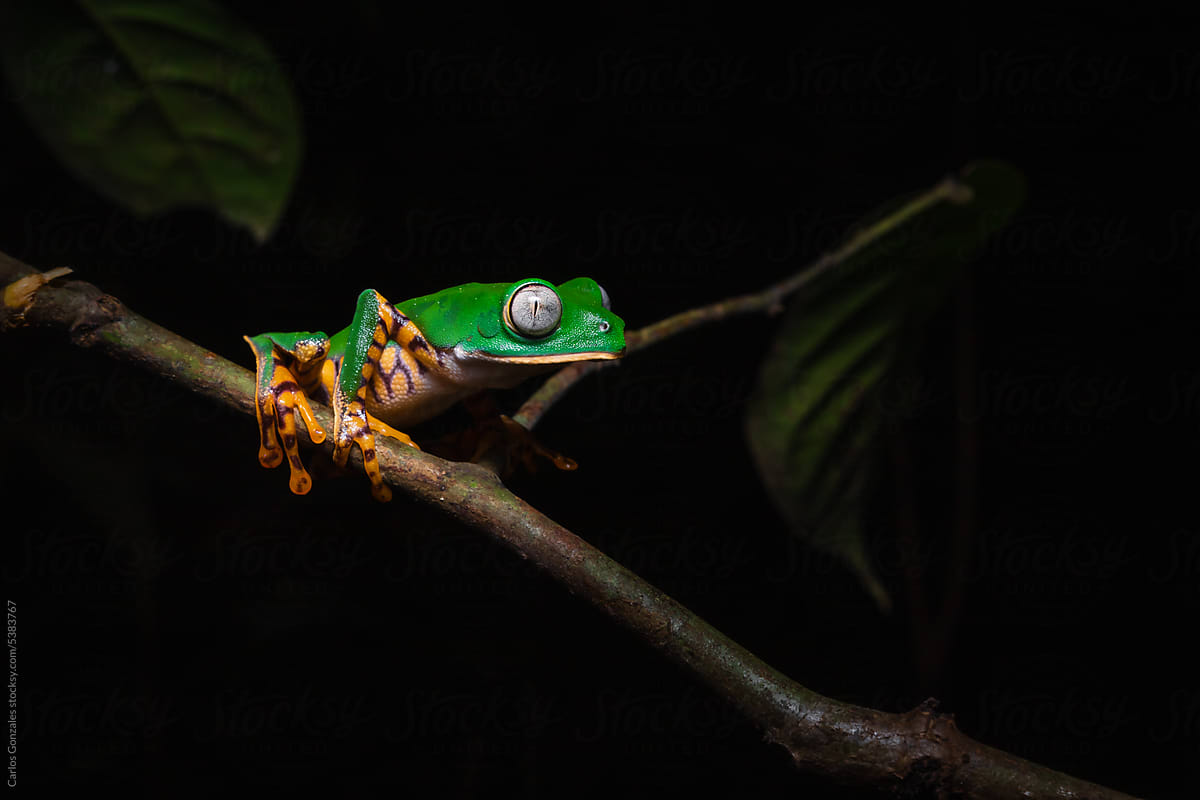 Tiger leg monkey frog on a branch