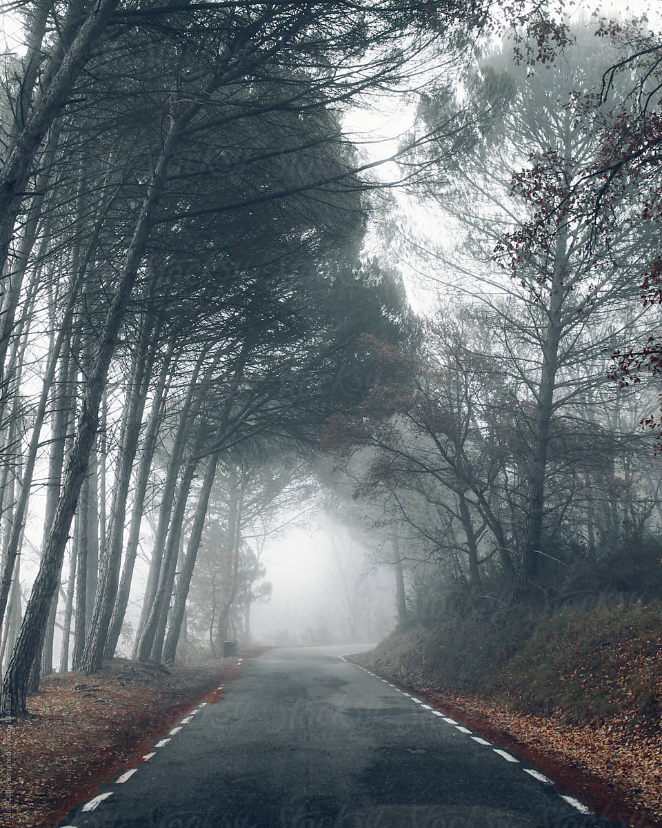Road In Foggy Forest By Stocksy Contributor Blue Collectors Stocksy