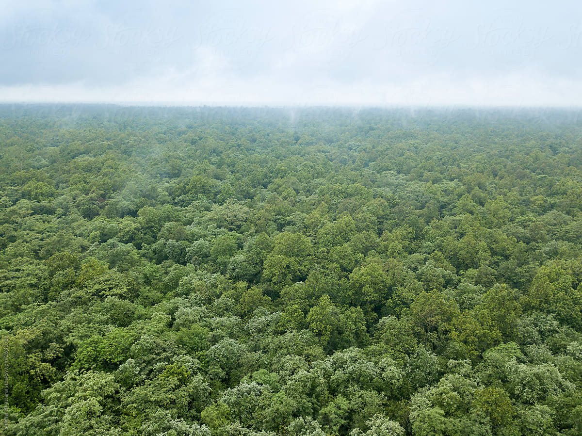 Dense Forest of Nijgadh.