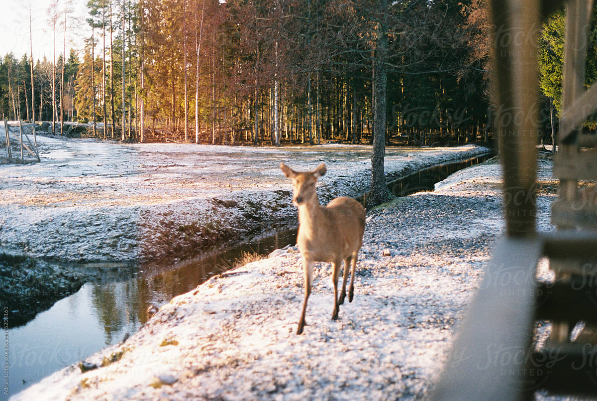 Deer in the Winter\'s Glow