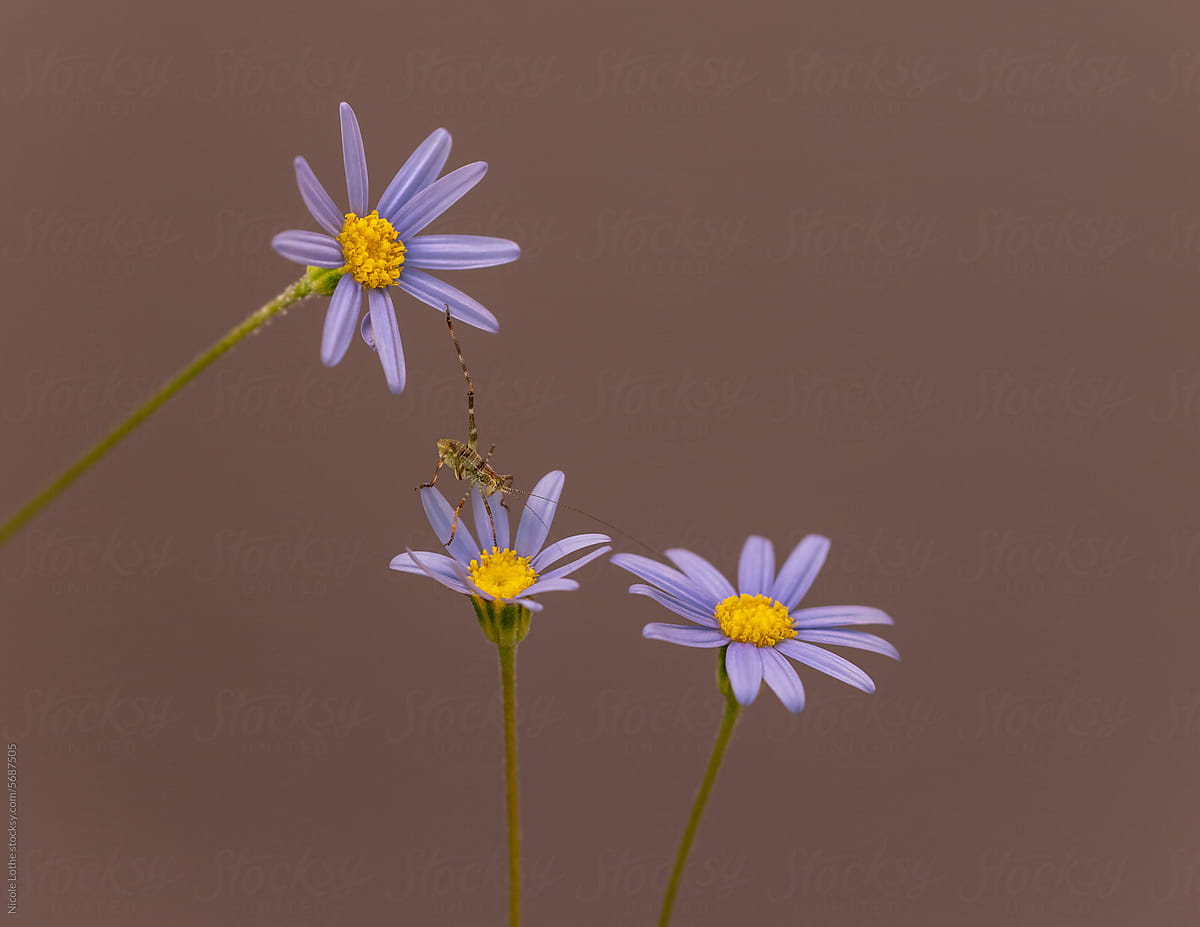 Grasshoppers descending Blue Daisies, leg outstretched.