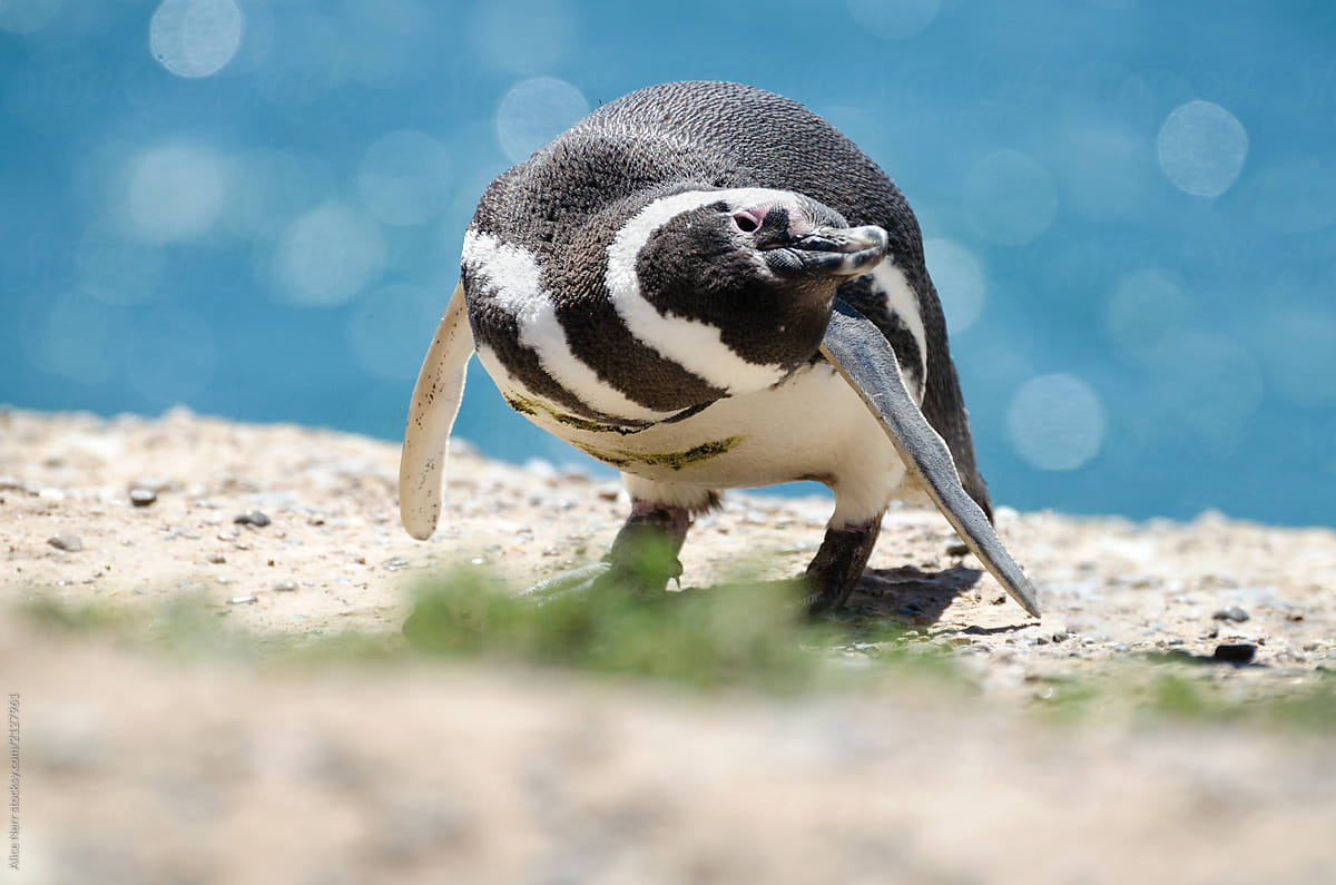 Magellanic penguin portrait.