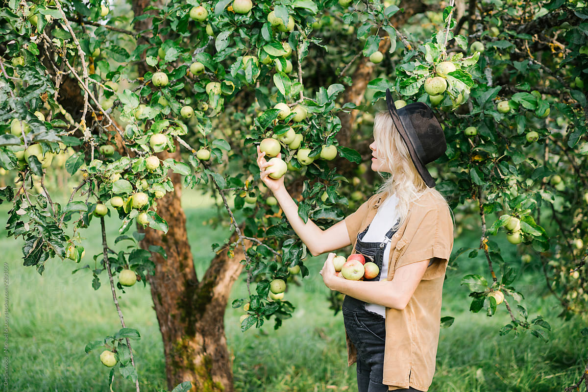 Young Woman Picking Apples From Tree By Stocksy Contributor Dreamwood Photography Stocksy 7909