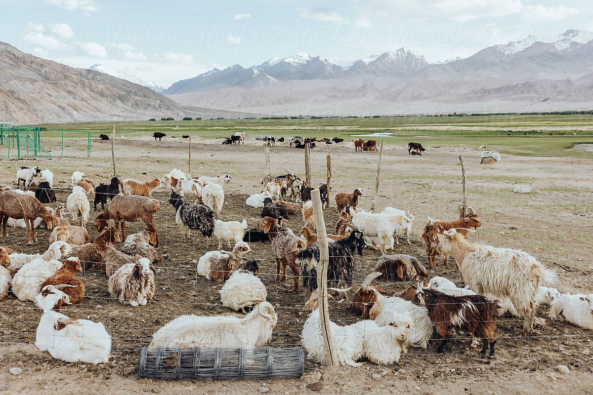 Goats Resting by the Fence in a Mountain Range