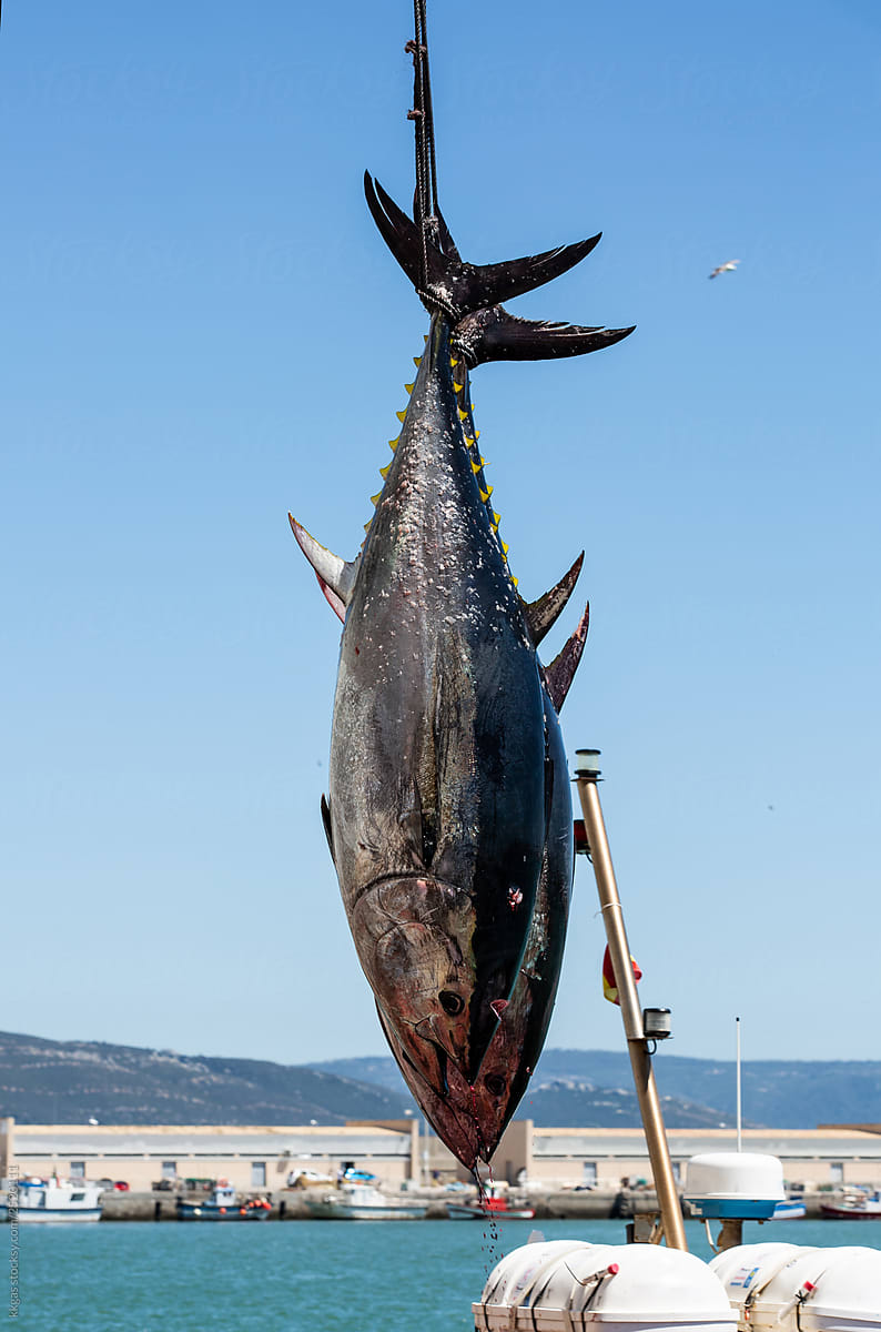Almadraba Tuna being hoisted