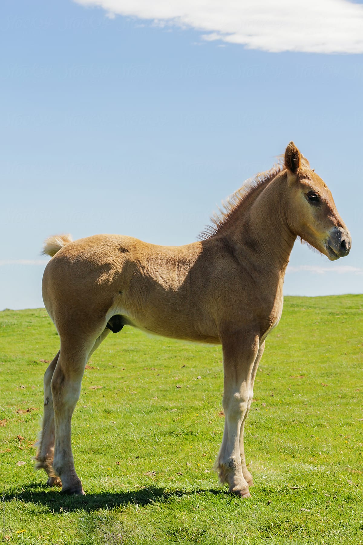 Foal on the Pyrenees