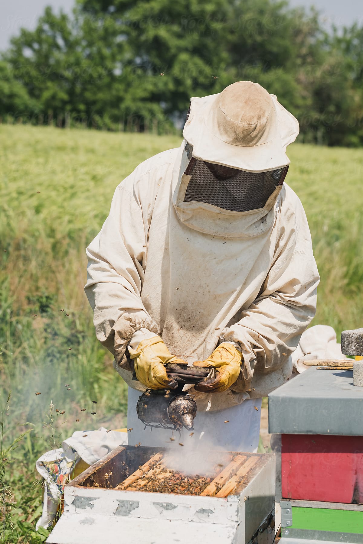 Beekeeper Calming Bees With Smoke By Stocksy Contributor Mauro Grigollo Stocksy