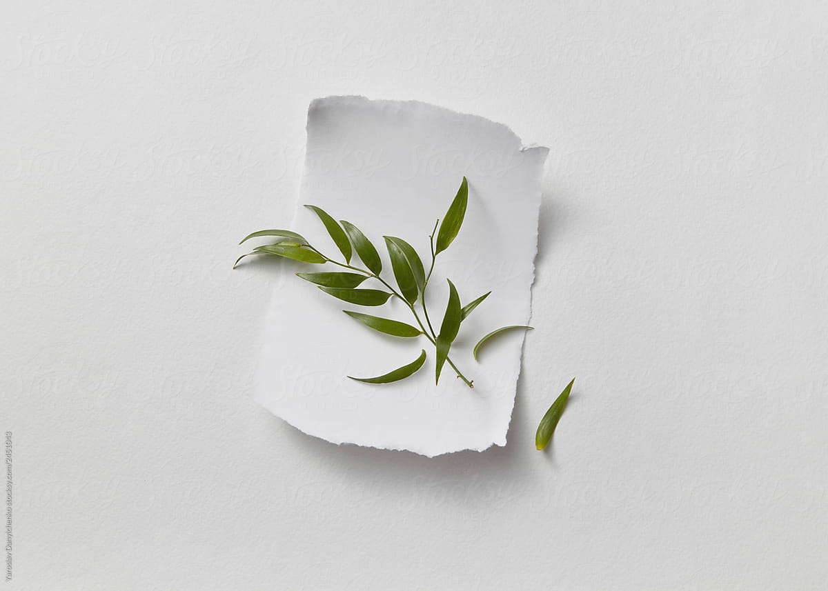 A torn piece of white paper decorated with a green twig presente