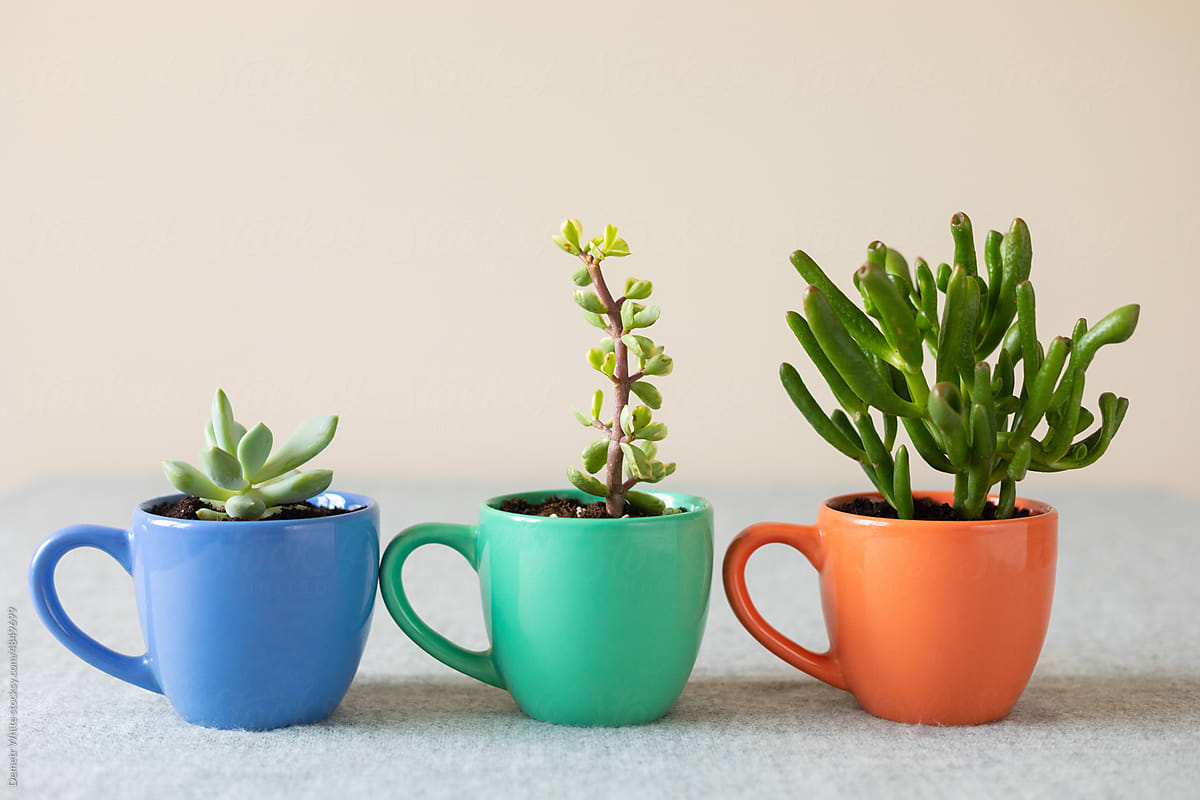 succulents planted in cups