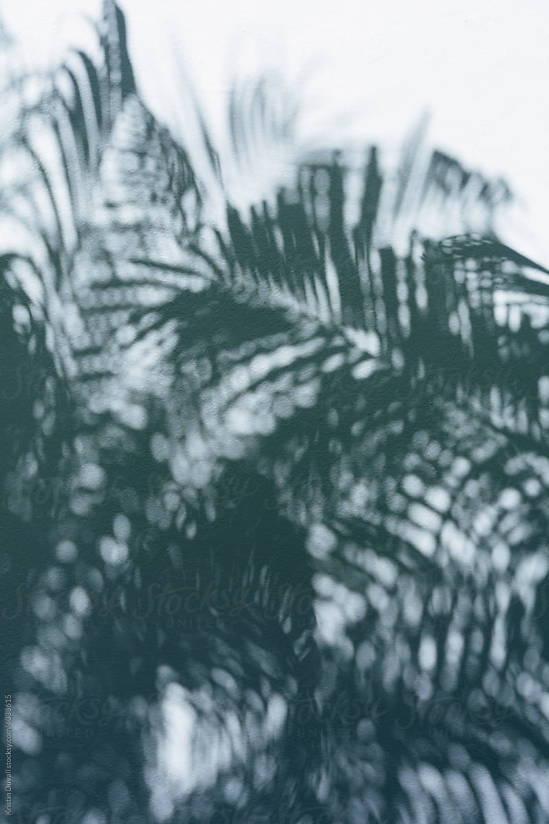 Palm tree leaf shadows