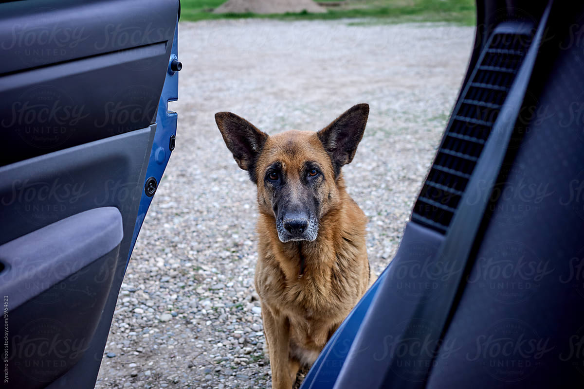 German shepherd waiting by open car door