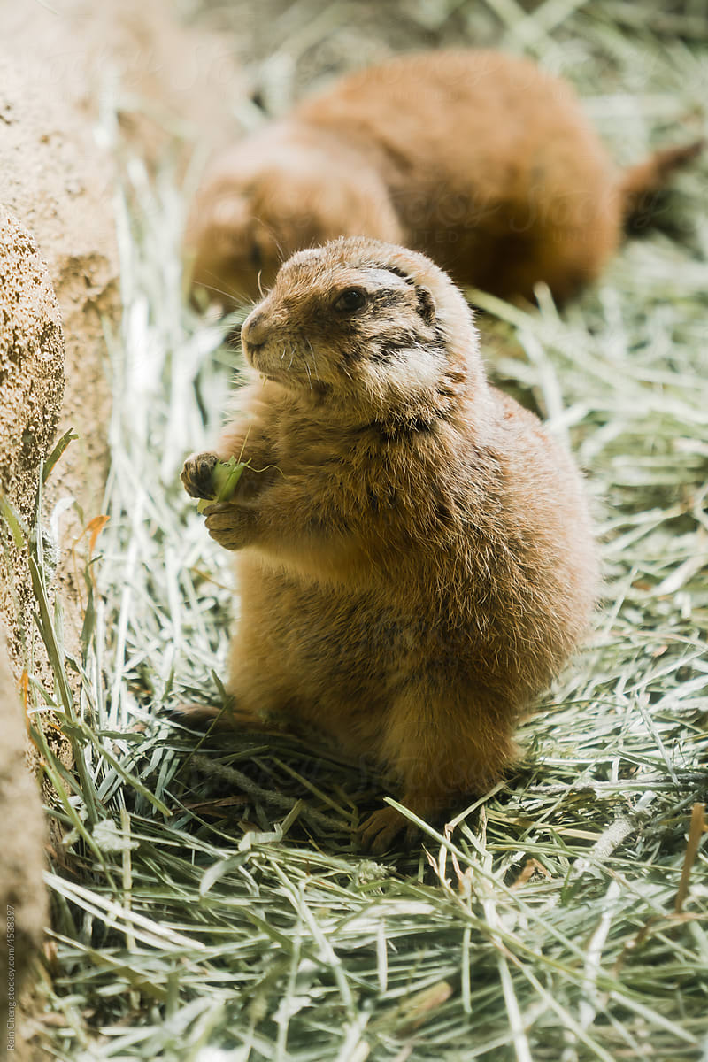 Groundhog in the haystack