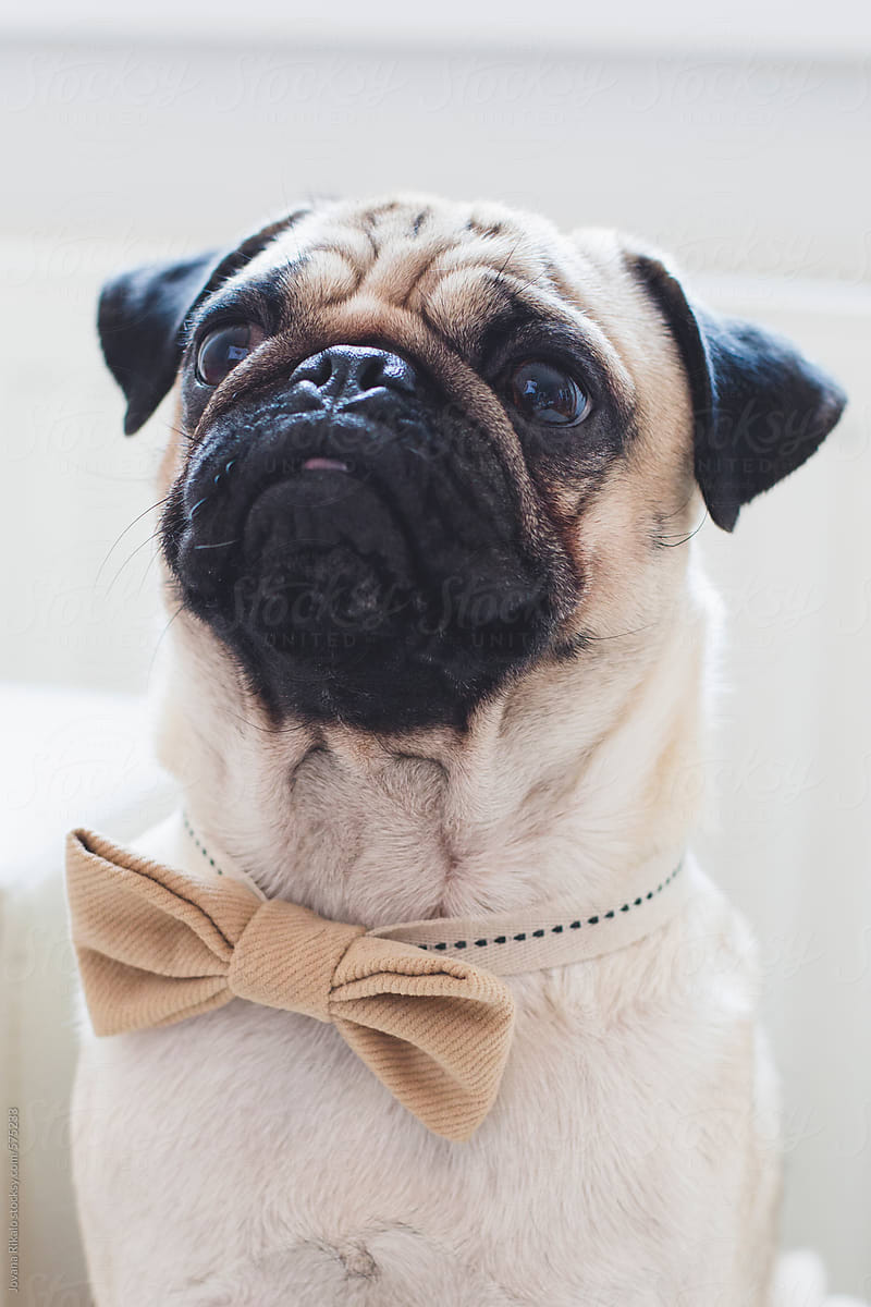 pug bow tie