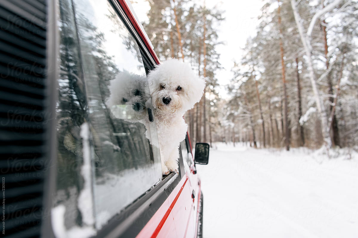 Dog in car window in winter
