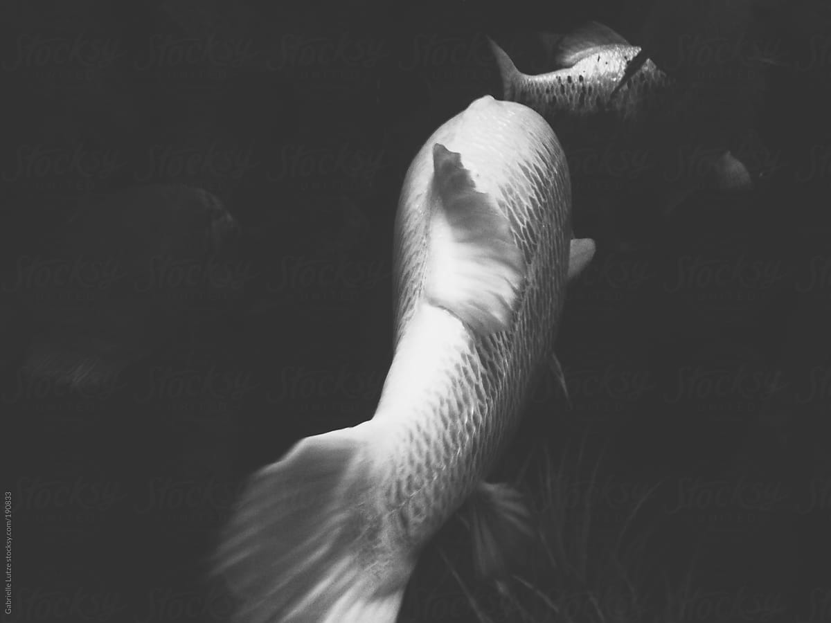 Large Koi Fish - Black and White